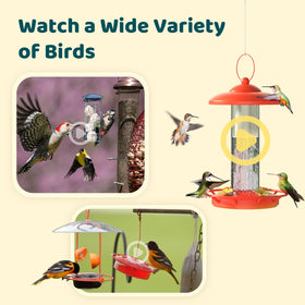 An oriole visiting the NETVUE Birdfy feeder with vivid light and color.