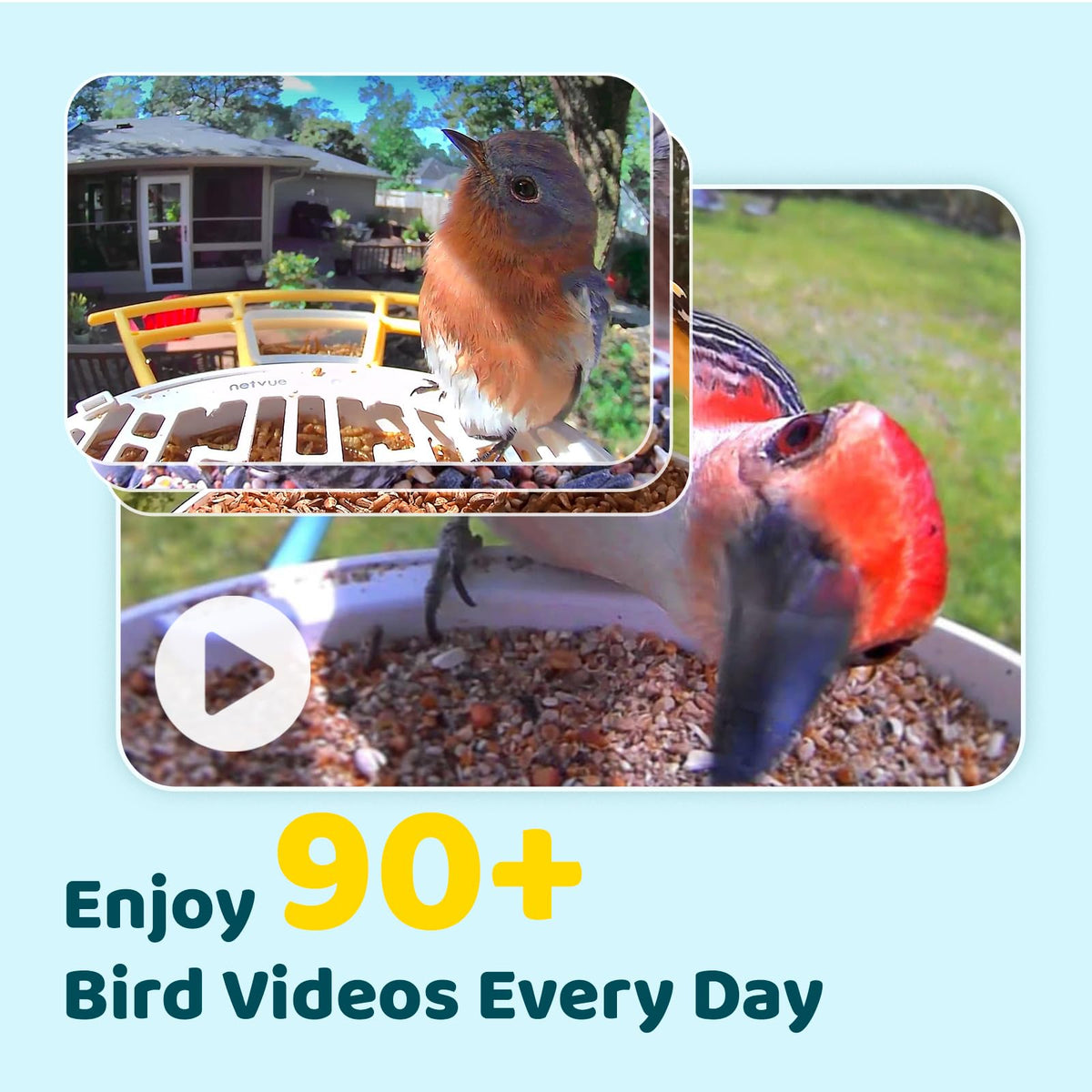 NETVUE Birdfy feeder 1080P live stream showing vivid bird detail