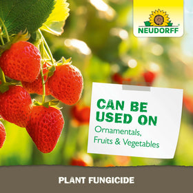Neudorff Copper Fungicide helps reduce leaf spots on ornamental plants.