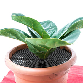 Newtay indoor/outdoor plant grid protection for pets and children.