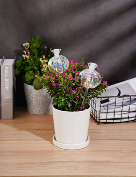 NiHome iridescent large cactus glass water bulb, decorative flair while nourishing greenery.