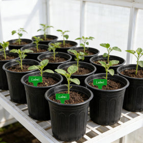 Niiiice versatile indoor outdoor nursery pots for seedlings