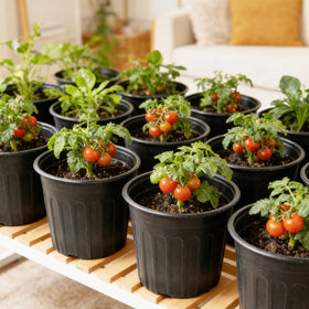 Niiiice versatile pots for indoor-outdoor use suit seedlings and cuttings.