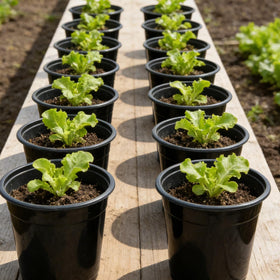 Niiiice plant labels included aid quick plant identification and care notes.
