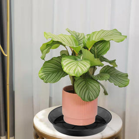 NIMYAU indoors-outdoors 14-inch plant saucer protecting floors and supporting pots.