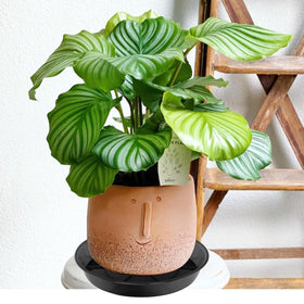 NIMYAU two-pack 14-inch plant saucer enables multi-pot setup.