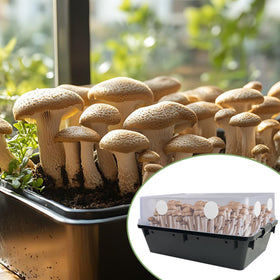 Nkiy Quen filter disks suited for mushroom fruiting chambers and cloning projects