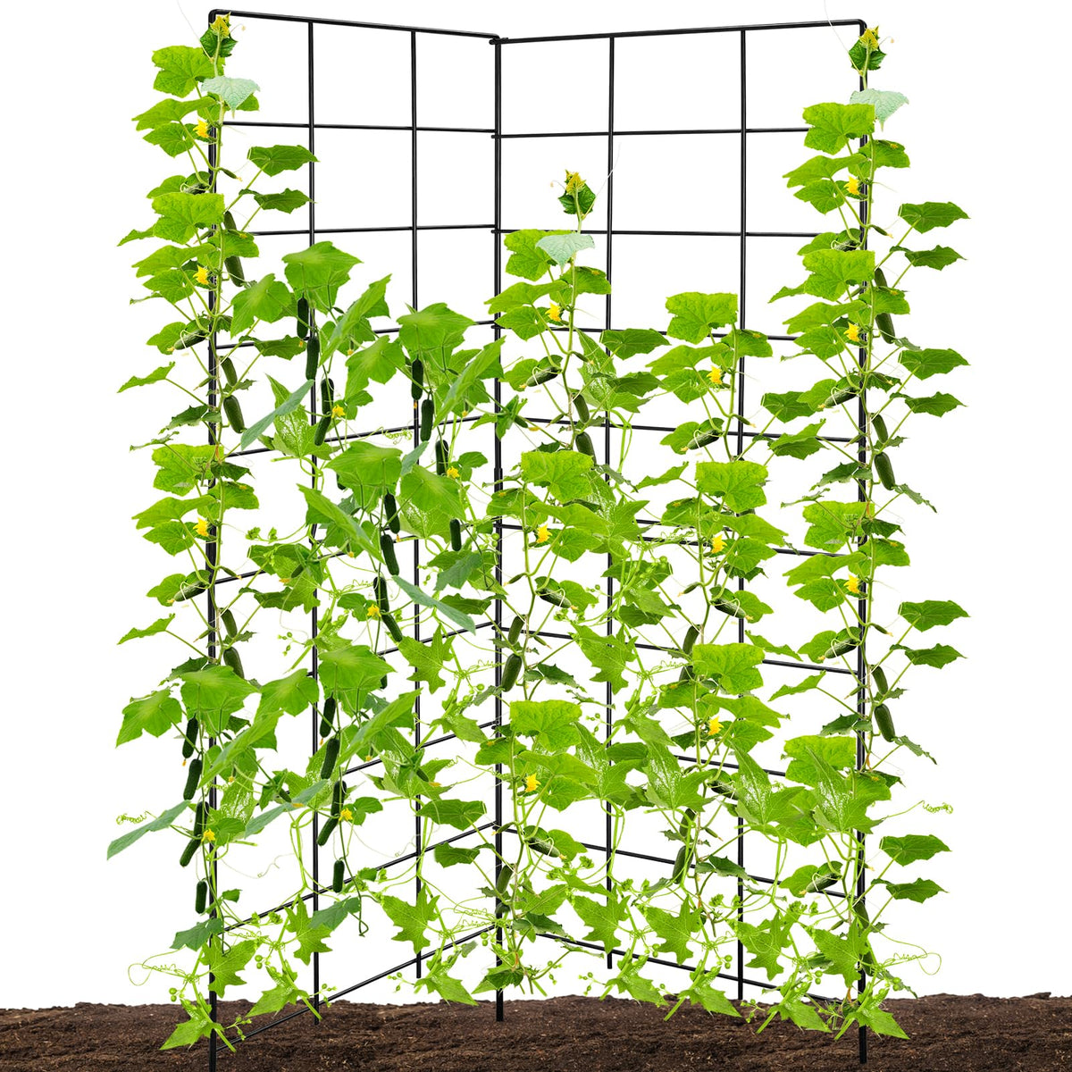 NNG two-panel foldable cucumber trellis ready for climbing cucumbers