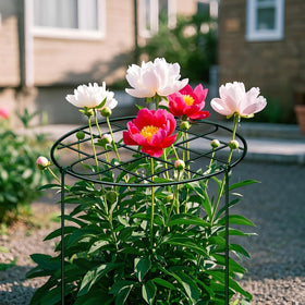 NNG versatile grid supports suit peonies, tomatoes, roses and more.