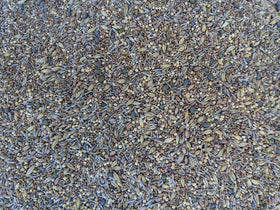 No-Till Solutions premium chicken pasture seed mix bag for grazing and sprouts