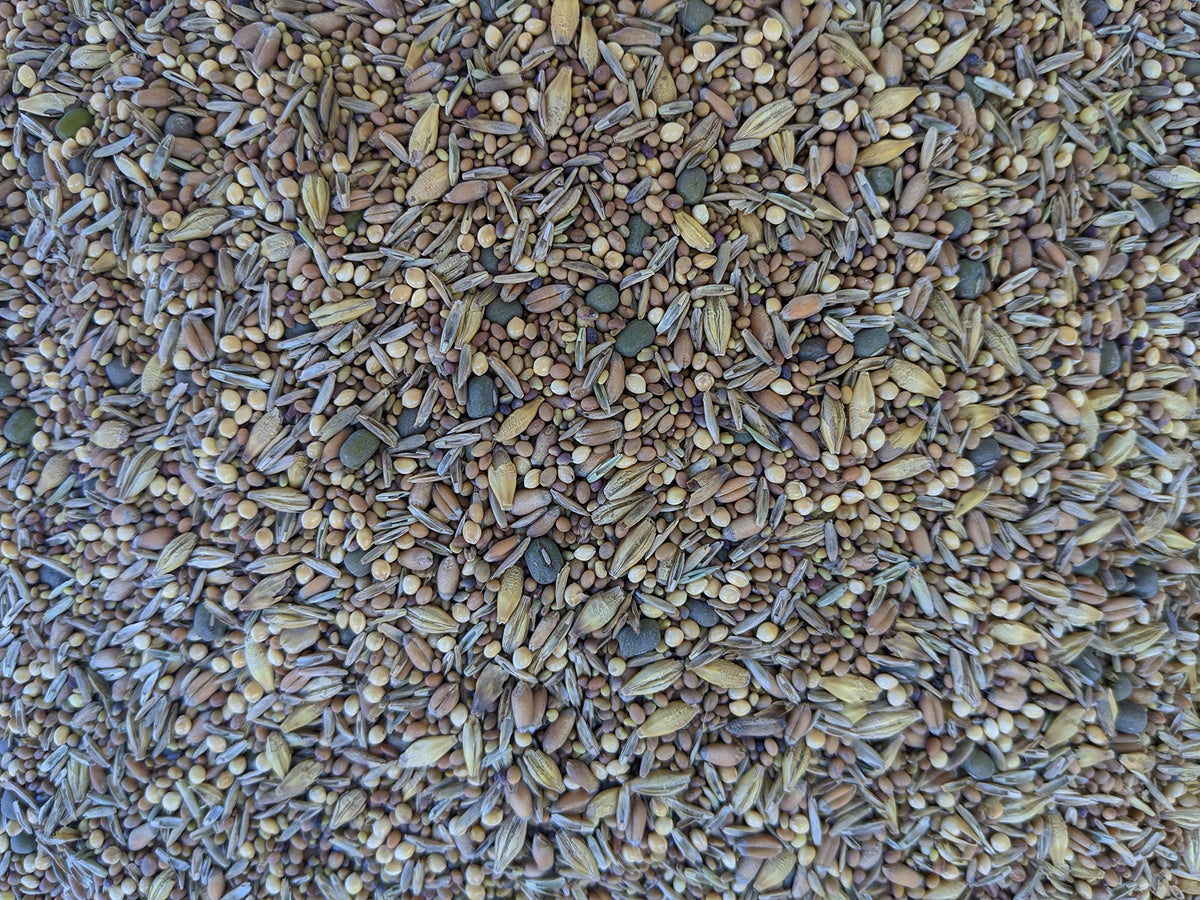 No-Till Solutions clover-grain mix in pasture feeding for balanced forage