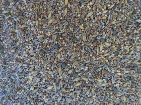 No-Till Solutions clover-grain mix in pasture feeding for balanced forage