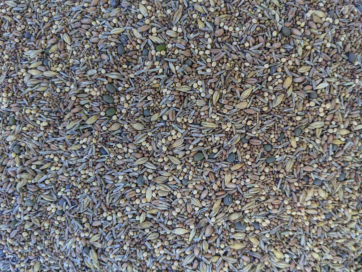 No-Till Solutions germination tray with clover and grains for sprouts