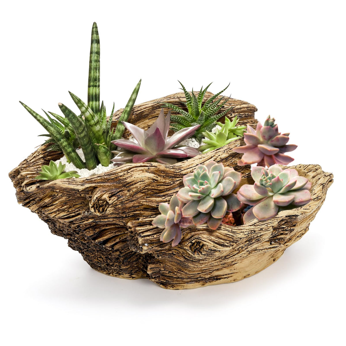 Noamus desktop succulent display adds texture to desks and shelves.