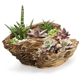 Noamus desktop succulent display adds texture to desks and shelves.