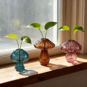 NOLIPED glass mushroom propagation stations set of 3 for easy indoor plant propagation.