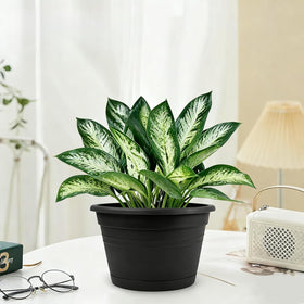 Nooulap pots housing petunias, ferns, or herbs for varied greenery.