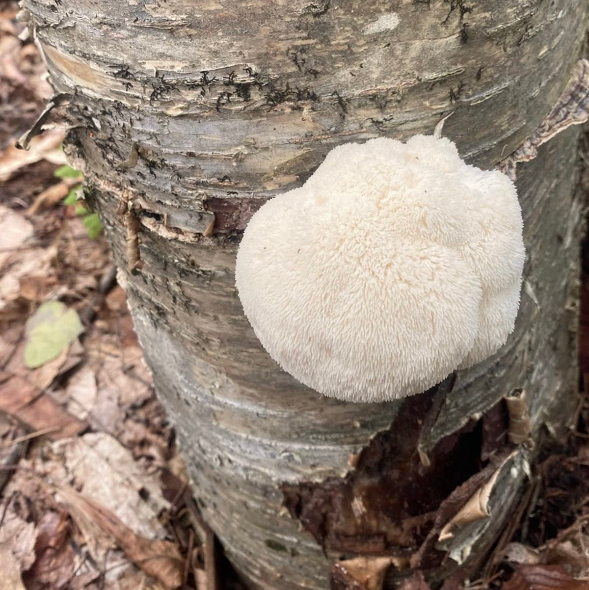 North Spore Lion's Mane plug on maple hardwood showing forest wood context.