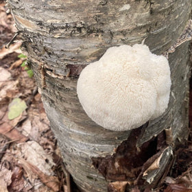 North Spore Lion's Mane plug on maple hardwood showing forest wood context.