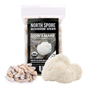 North Spore Lion's Mane plug for logs ready for outdoor cultivation and gourmet harvest.