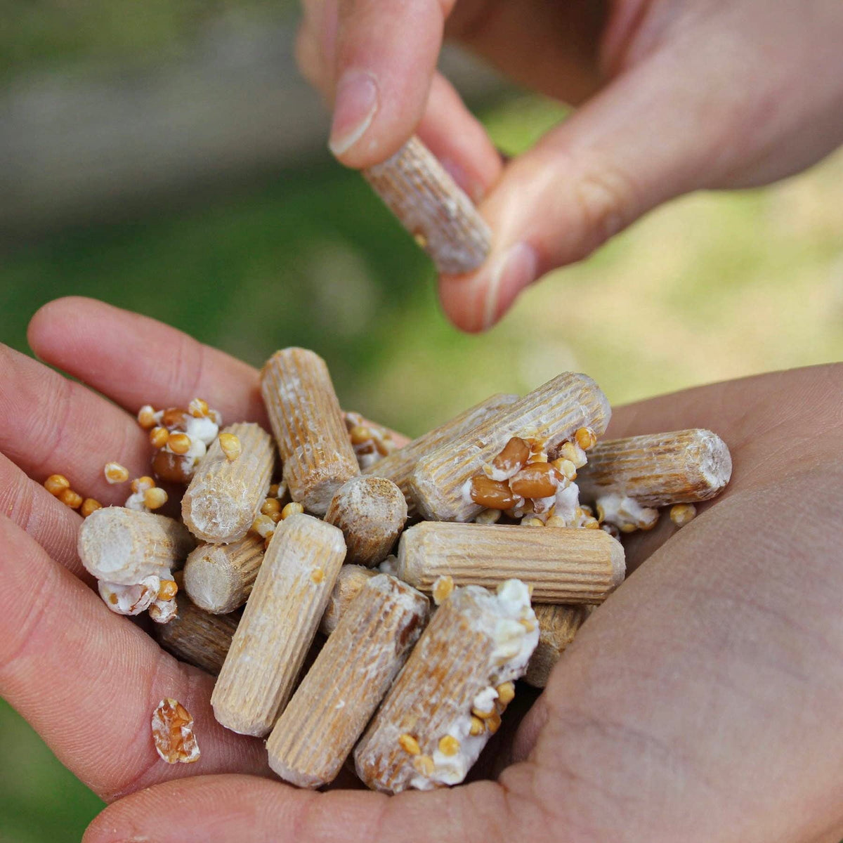North Spore Lion's Mane plug produced in Maine ensuring quality control.