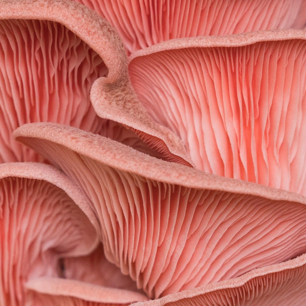 North Spore pink oyster kit instruction booklet highlights simple steps for first harvest.