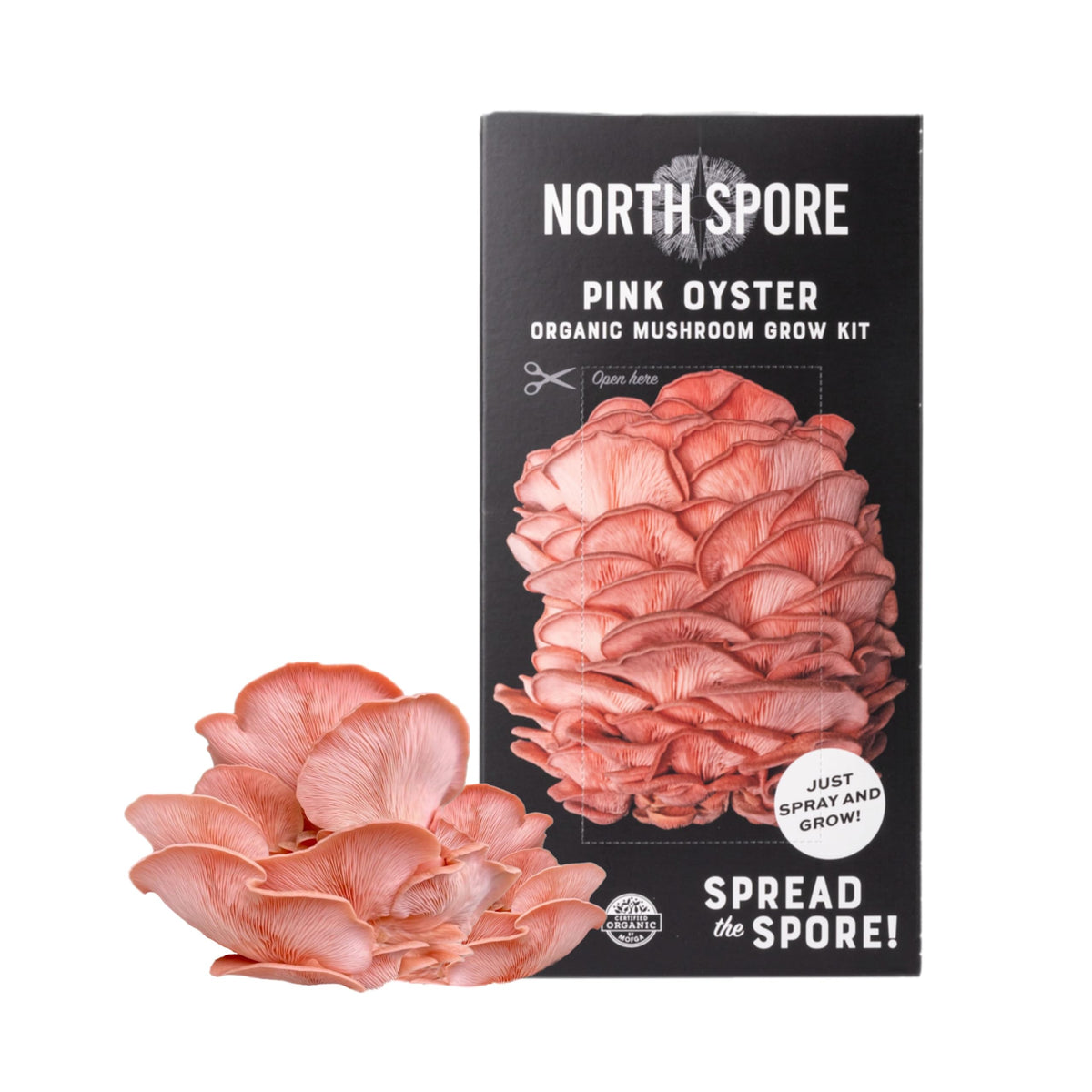 North Spore pink oyster kit sprayer-use demonstrates easy humidity control for steady growth.