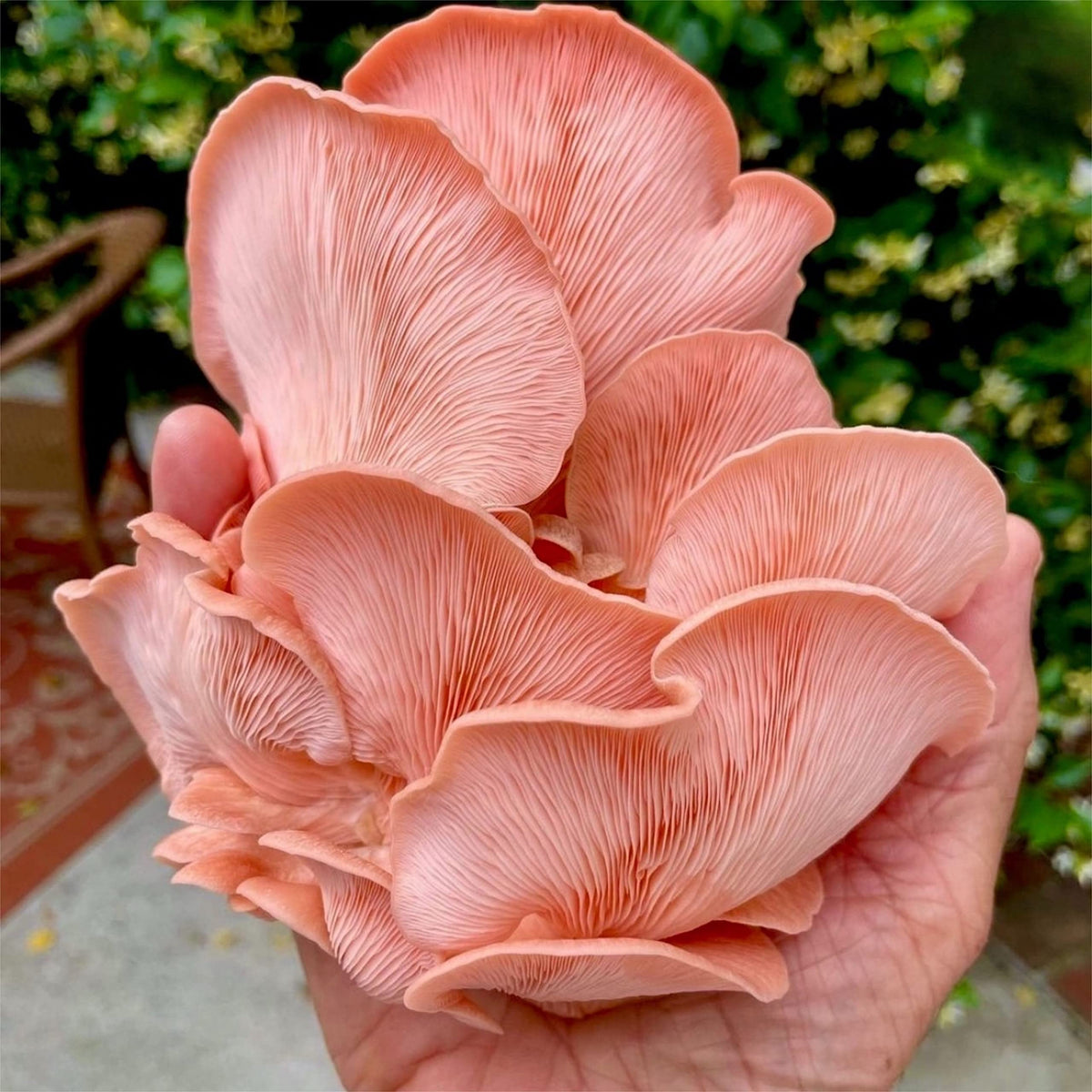 North Spore pink oyster mushrooms growing clusters emphasize fresh home harvest potential.