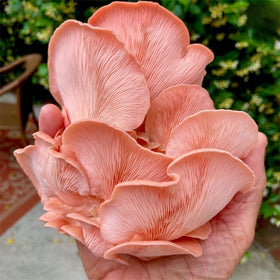 North Spore pink oyster mushrooms growing clusters emphasize fresh home harvest potential.