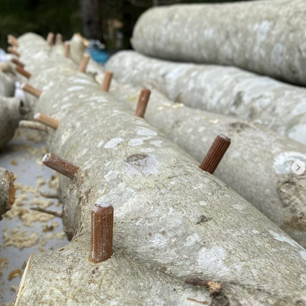 North Spore shiitake log kit 100-count plug spawn for reliable colonization.