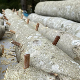 North Spore shiitake log kit 100-count plug spawn for reliable colonization.