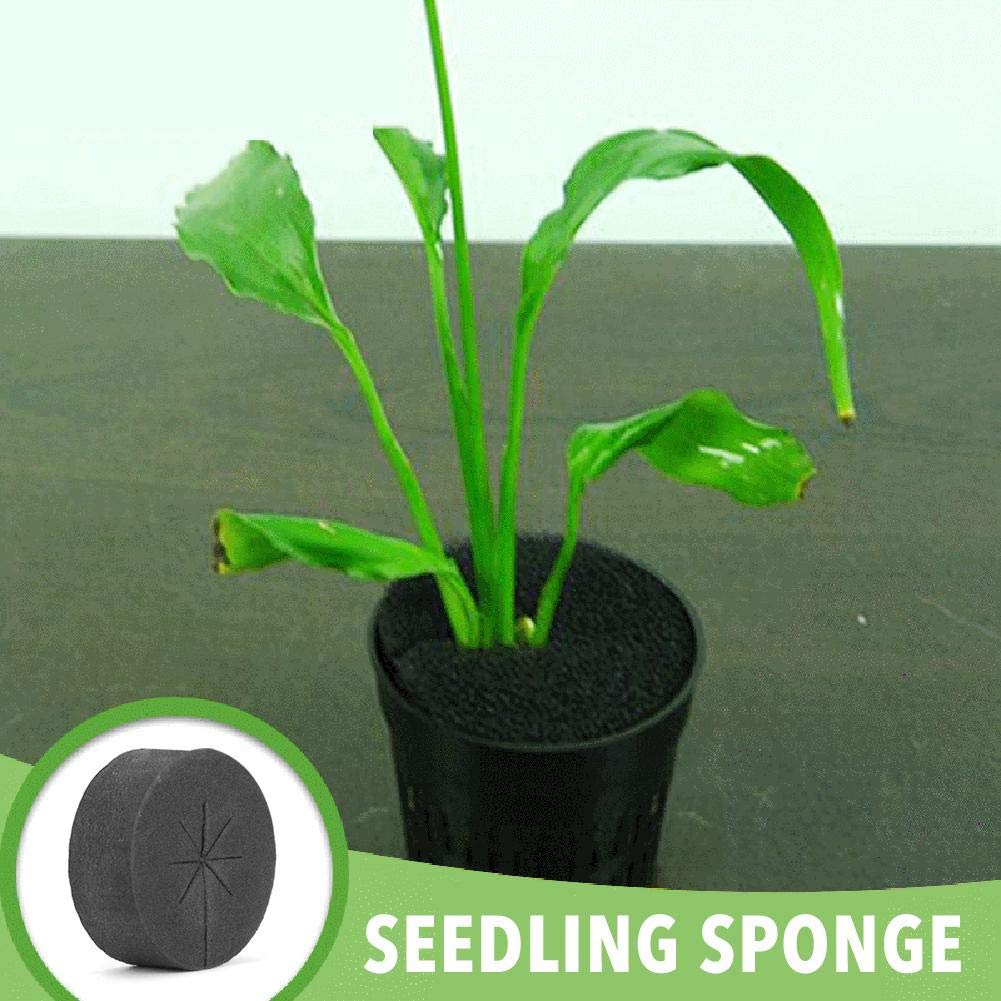 NOWHYX eight-lane germination sponge speeds shell removal for healthier cuttings.
