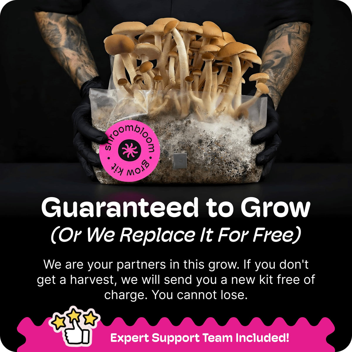 NuBlume multi-flush harvest concept with successive mushroom waves.