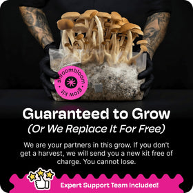 NuBlume multi-flush harvest concept with successive mushroom waves.