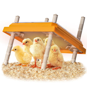 NUGRIART Brooder Heater plate 10x10 provides steady warmth for up to 15 chicks.