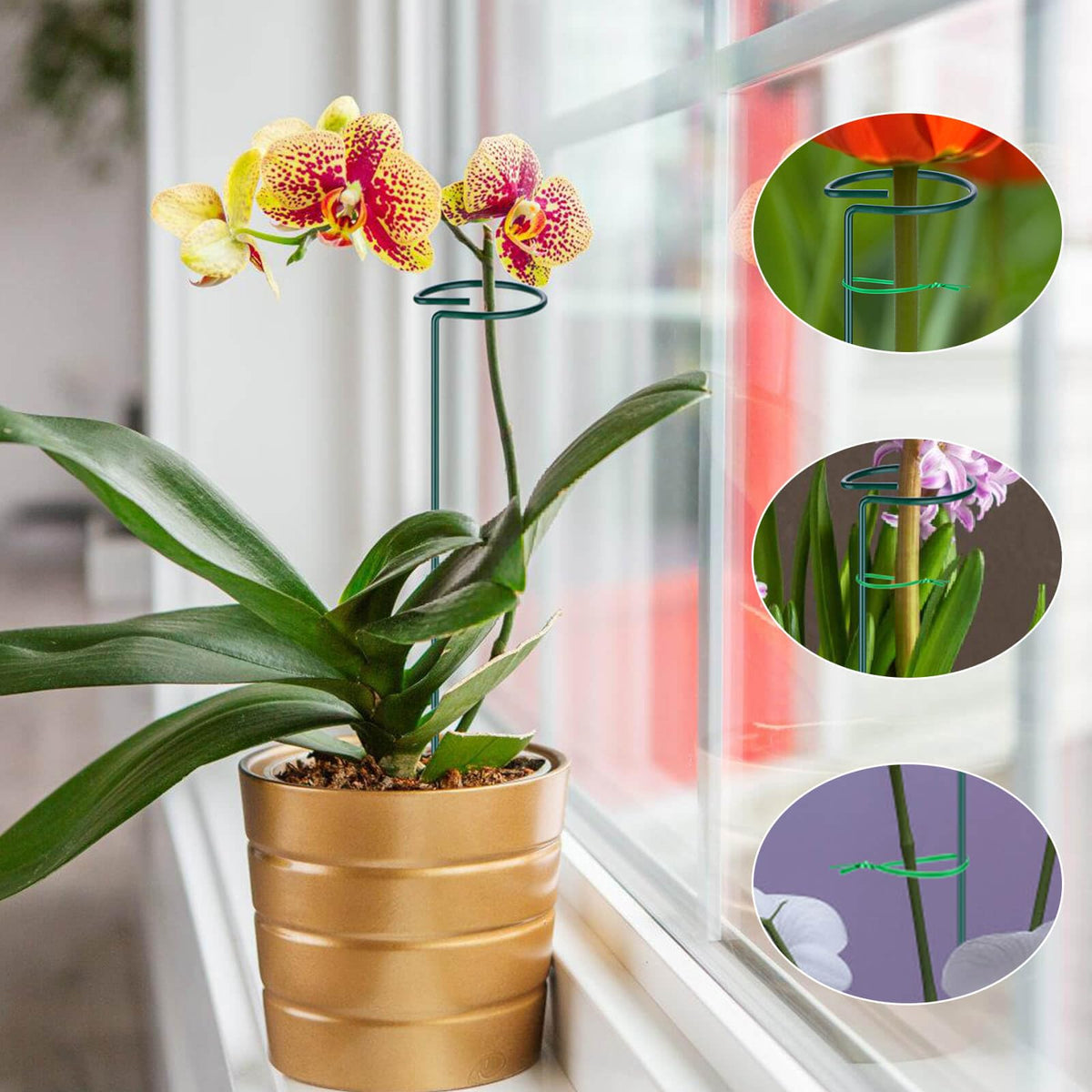 Numyew circular support ring stabilizes flowers and prevents bending.