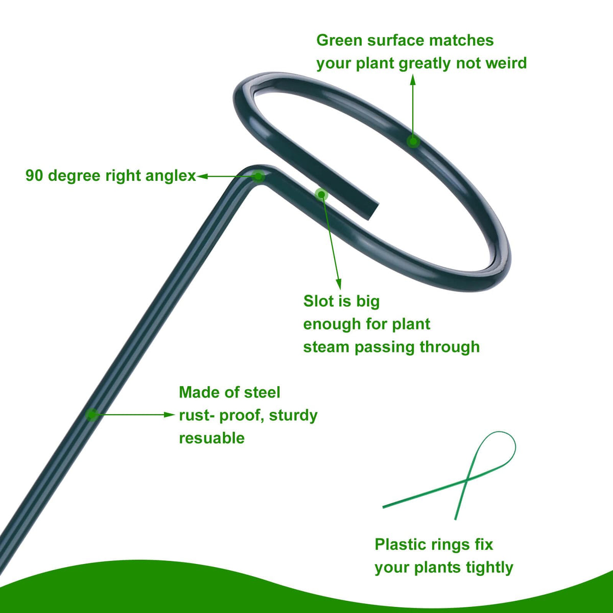 Numyew 36-inch stake offers sturdy support for climbing plants and Amaryllis.