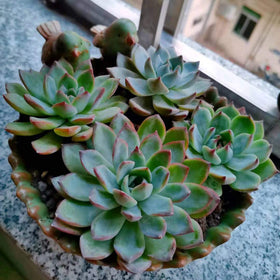 NWFashion indoor-outdoor planter supports lightweight ceramics for easy relocation.