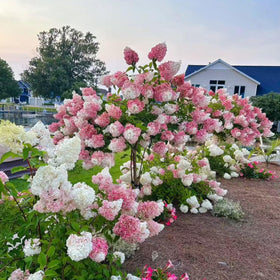 NYGardenia border-friendly hydrangea seeds image features dense shrubs for hedges.