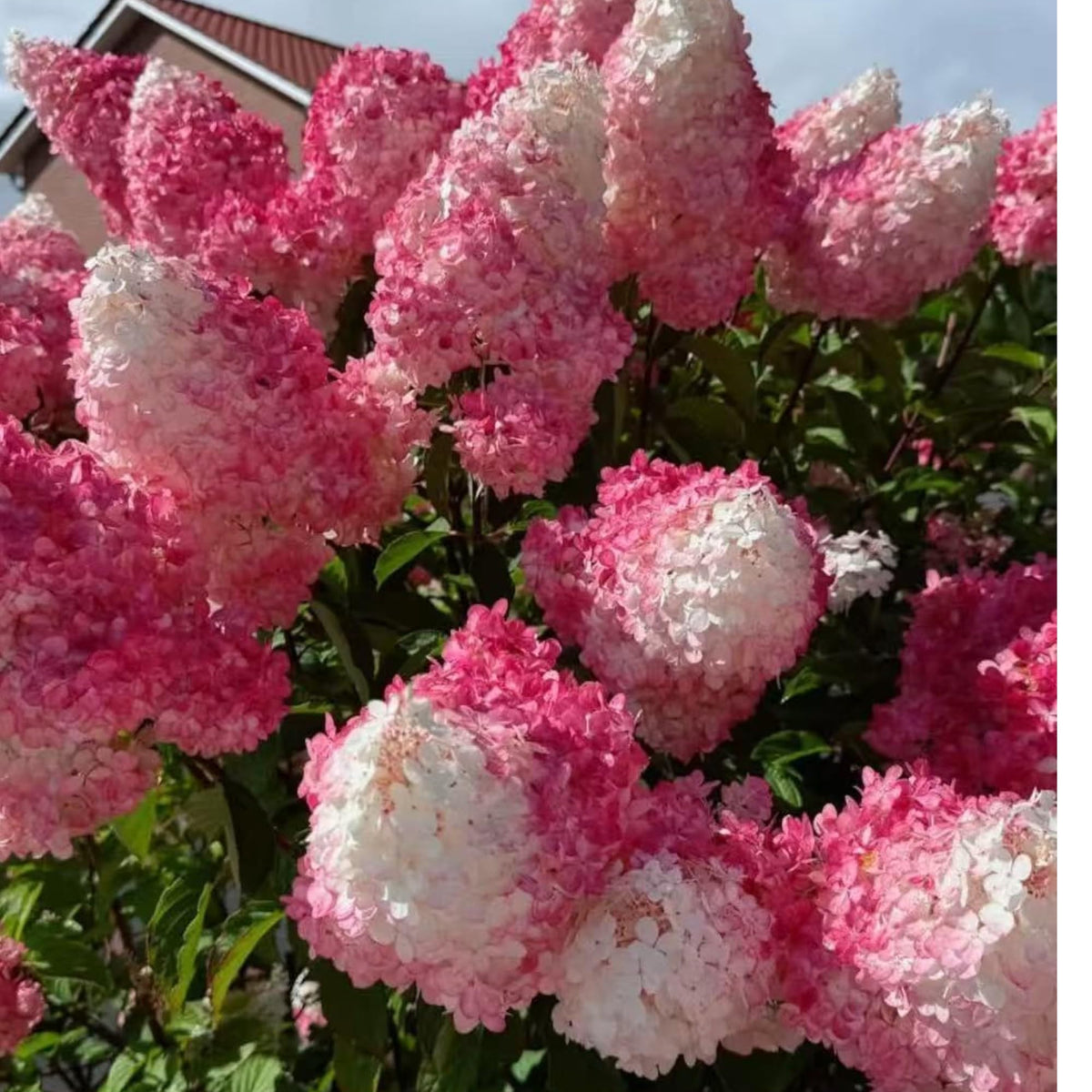 NYGardenia hydrangea seeds cone bloom cluster highlights large blooms for landscape focal points.