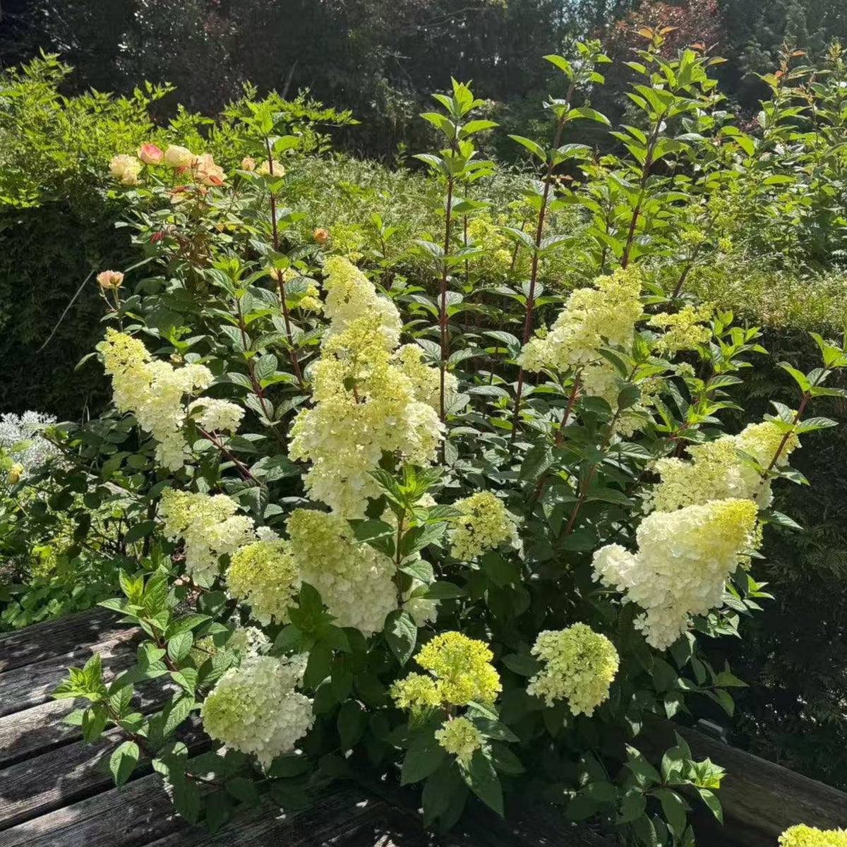 NYGardenia cone bloom seeds show long-lasting color through early summer to fall.