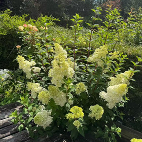 NYGardenia cone bloom seeds show long-lasting color through early summer to fall.