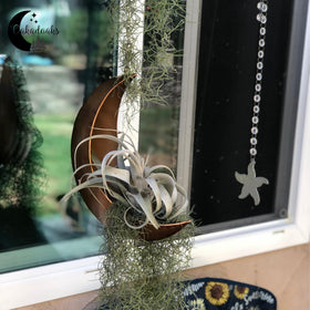 Oakadoaks Hanging Moon Planter has no drain hole for versatile planting
