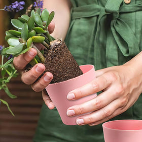 Five color options of OALCQ 4-inch pots to match decor