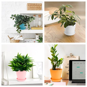 Tray included with OALCQ pots to prevent spills on desks and shelves