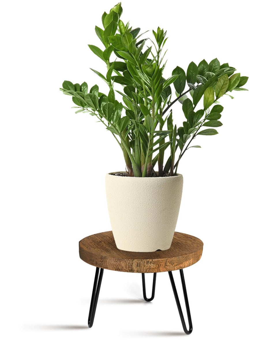 OBTAIN plant stand round wood top shows natural grain for indoor display