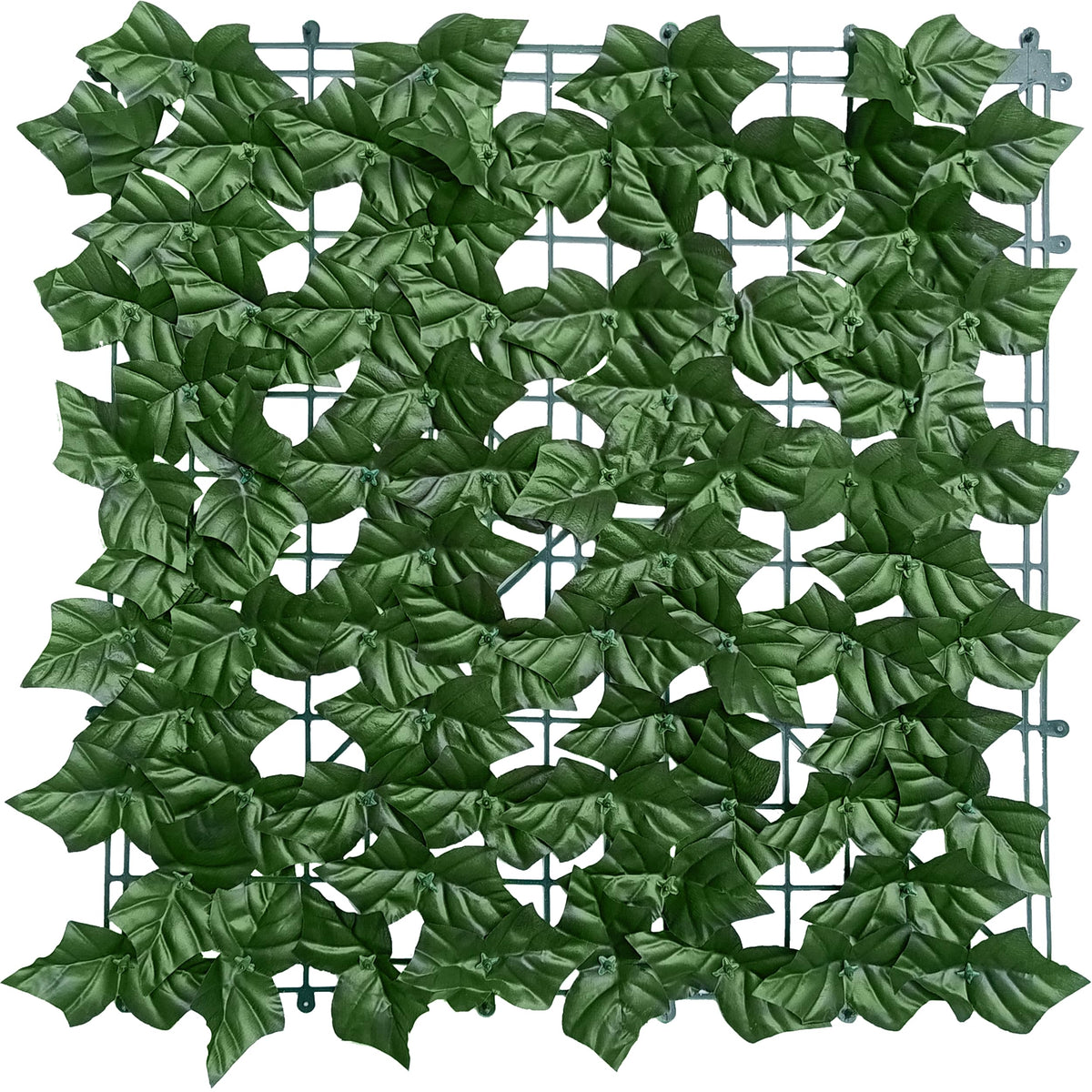 ODTORY packaging shows flat leaves that recover after unfolding