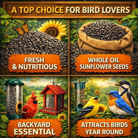 Office Roast seeds in yard feeder setup inviting cardinals and finches