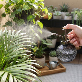 Fine mist spray from OFFIDIX Plant Mister onto leafy plant