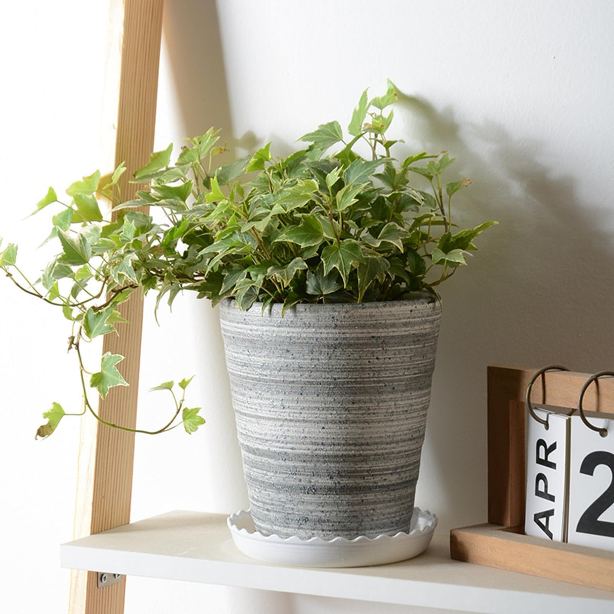 OFiSEXPT indoor-outdoor saucer supports versatile gardening anywhere.